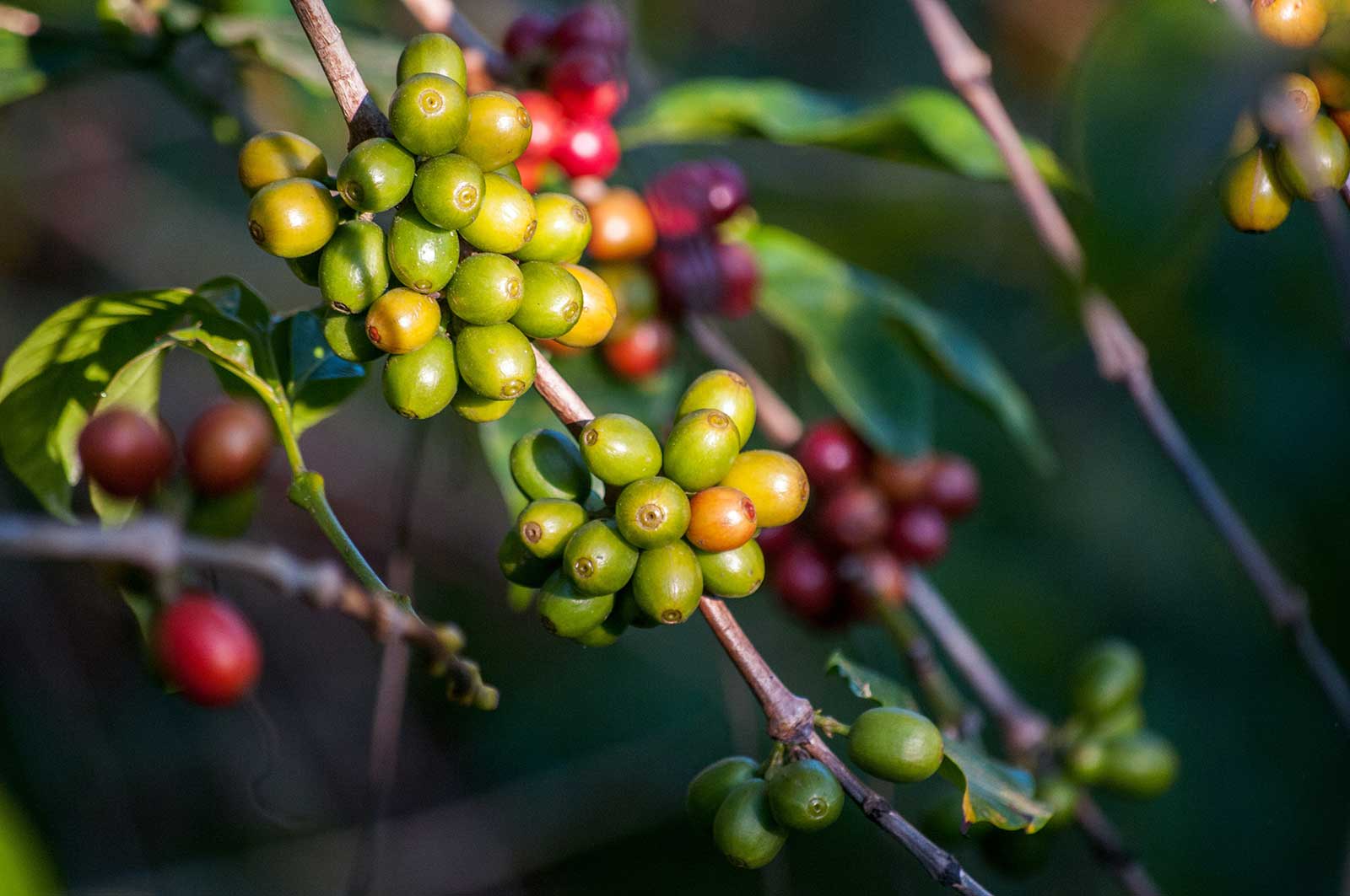 Kopi Luwak - Raritt oder Abzocke? | Mythos Katzenkaffee
