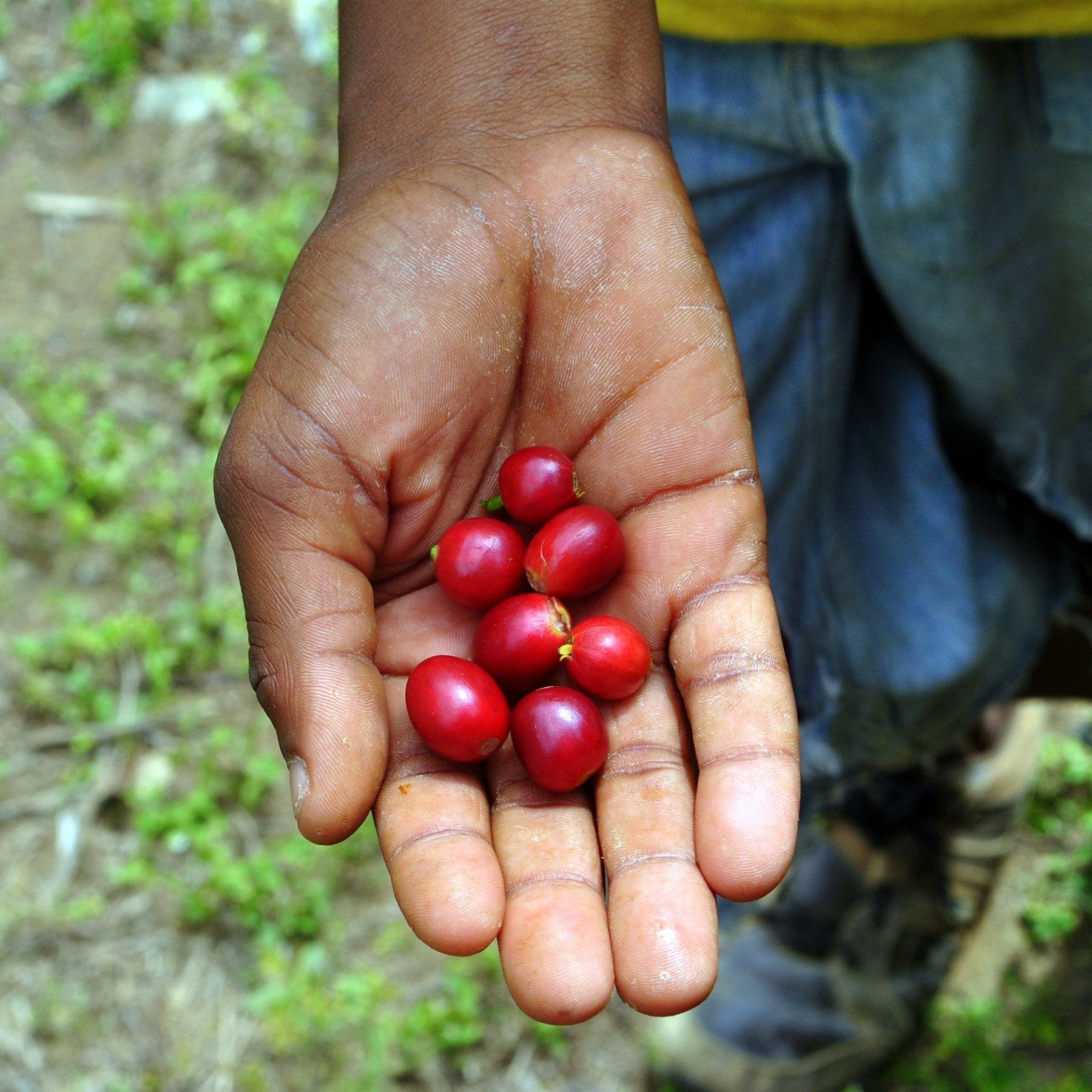 Jamaika Blue Mountain - Wallenford Estate - Kaffee - Emma Spezialitätenkaffee